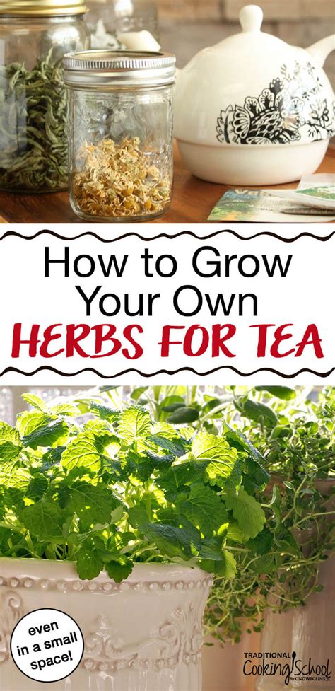 How To Easily Grow Your Own Tea Herbs