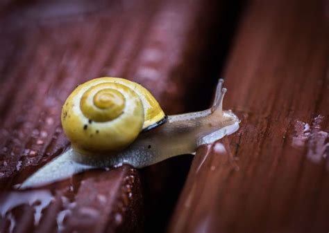A Young Rugby Player Ate A Slug On A ‘mates Dare Now Hes Paralyzed