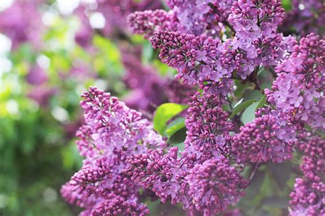 lilac, Flowers, Blossom, Morning, Spring Wallpapers HD / Desktop and ...