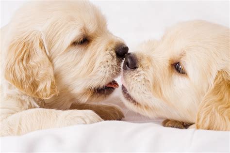 Puppy Love I Love You Picture And Quotes