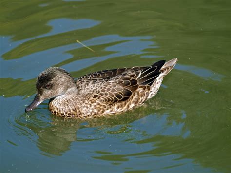 Female Falcated Duck Zoochat