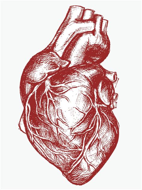 Human Heart Drawing Line Work Relational Buddhism