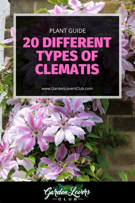 20 Different Types Of Clematis Photos Clematis Plants Clematis