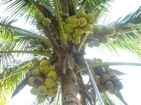 Own collec 90 pkk benih kelapa matag dari mr y dari kemayan,n9. pembekal benih kelapa matag