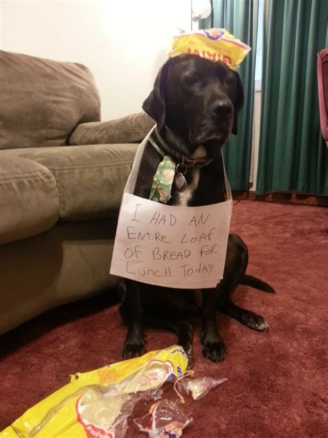 What does this quote means to you? Dog Shame | I had an entire loaf of bread for lunch today ...