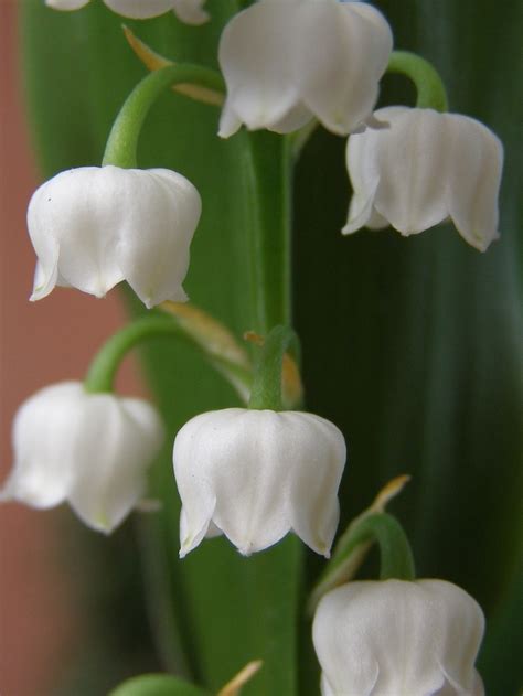 Pin On Lily Of The Valley