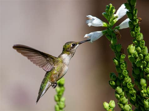 Ruby Throated Hummingbird Holden Forests And Gardens