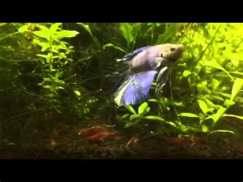 To start, get a betta that has been raised in an aquarium with shrimp in. Betta Fish and Cherry Shrimp coexist - YouTube