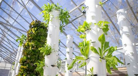 Greenhouse Using Vertical Farming To Feed University Students — Agritecture