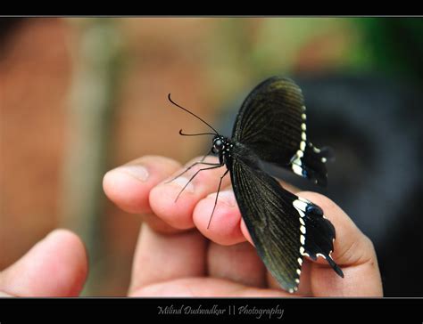 Butterfly Park Bannerghatta National Park Bangalore Flickr