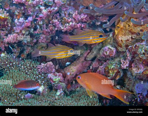 Yellow Striped Fish High Resolution Stock Photography And Images Alamy