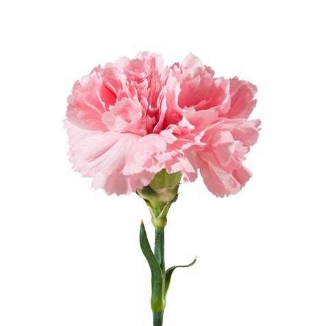 The Dianthus Carnation Are Typically Pink But Come In A Variety Of