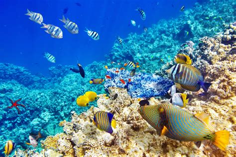 Merci d'avance pour ce coup de main qui aide sérieusement le fonctionnement du site. animals, Fish, Underwater Wallpapers HD / Desktop and ...