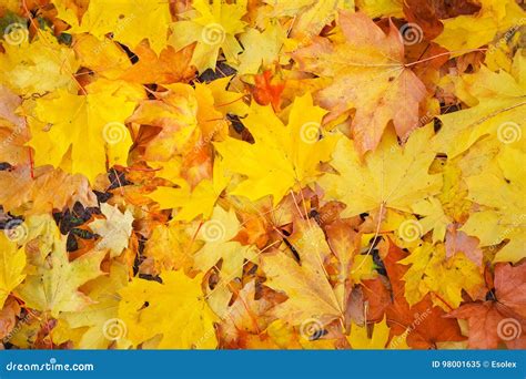 Autumn Colorful Orange Red And Yellow Maple Leaves Stock Image Image