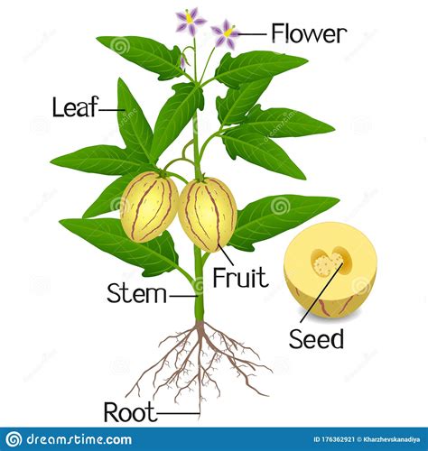 Genus penstemon may be deciduous or evergreen perennials or subshrubs, with simple, narrow leaves and racemes or panicles of. Parts Of Pepino Melon Plant On A White Background. Stock ...