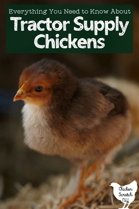 Tractor Supply Chickens And Ducks Breed Information