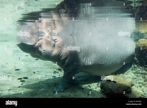 Hippo Swimming Underwater Hi Res Stock Photography And Images Alamy