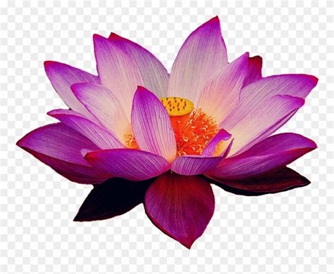 We did not find results for: lotus flower clipart no background 10 free Cliparts ...