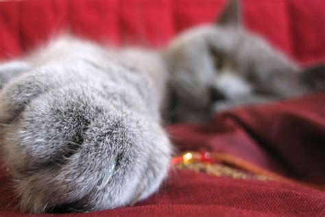 A more sustained howl may be a sign something is seriously wrong. Do Cats Sweat Or Pant When They Overheat? | A Moment of ...