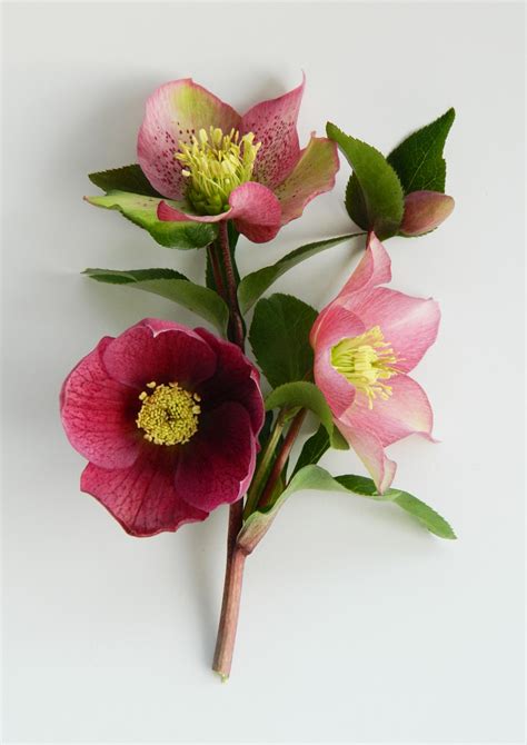 Contact @/fundsforbangtan on twt if you can't swing the cost now that everyone is whipped by iu's eight, i'd love to remind you too of how insane the vocal and rap winter flower serving. Ellen Giggenbach: beautiful winter flower photo