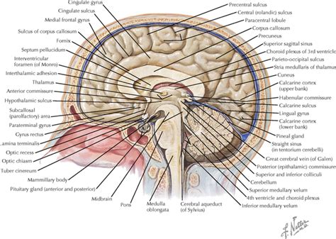 Here they send white rami communicantes to the sympathetic chain. BRAIN | Neupsy Key