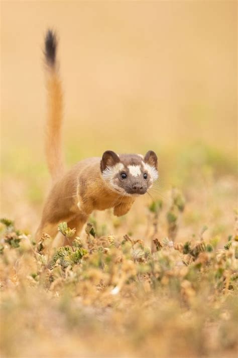 Vertical Closeup Of A Long Tailed Weasel Hunting Neogale Frenata Stock
