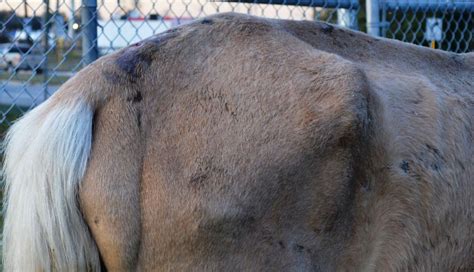 Hundreds Of Horses Dumped Like Trash In Major Us City The Dodo