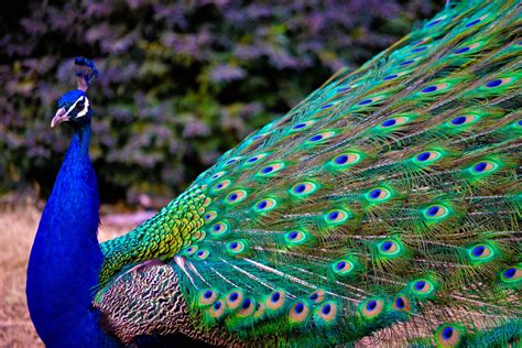 Peacock Wallpapers Top Free Peacock Backgrounds Wallpaperaccess