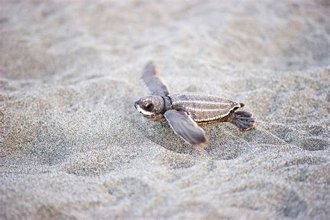 A Leatherback Baby Turtle Cute Endangered Animals Endangered Species
