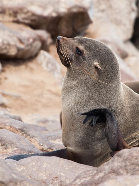 Brown Fur Seal Arctocephalus Pusillus Stock Photo Image Of Cute