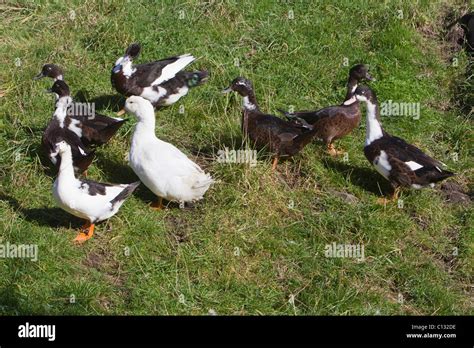 Muscovy Ducks With One Aylesbury Duck On Field Northumberland