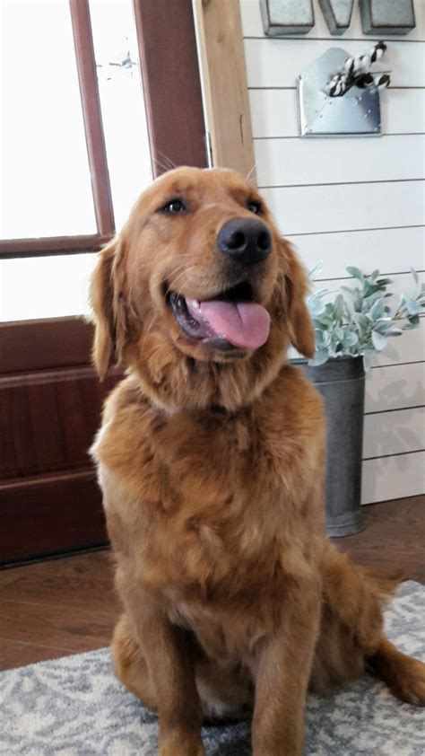 I am sorry i have not been able to reply personally to all enquiries as i have received hundreds of emails. Golden Retriever Puppies For Sale | Hytop, AL #290641