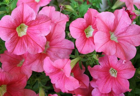 La cefalea a grappolo è una forma di cefalea primaria e colpisce soprattutto gli uomini. 8 piante fiorite gradevolmente profumate | Guida Giardino