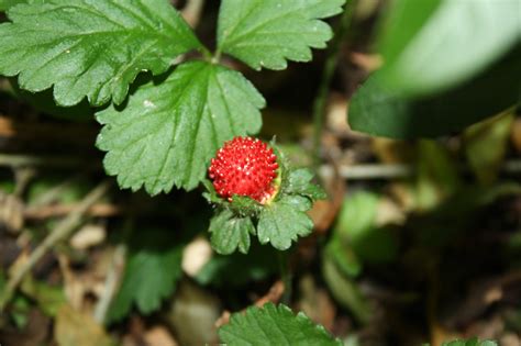 Das macht sie zu einem besonders leichten vergnügen. Wilde Erdbeeren im Garten