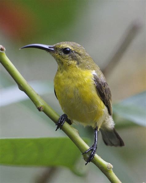 Check out our olive backed sunbird selection for the very best in unique or custom, handmade pieces from our shops. File:Olive-backed Sunbird (Cinnyris jugularis) female ...