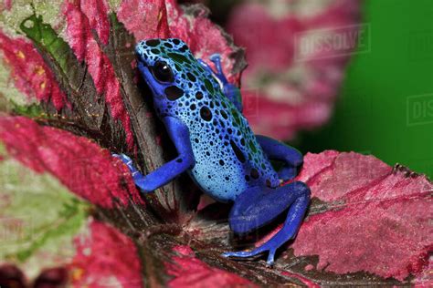 Blue Poison Dart Frog Aka Okopipi Dendrobates Azureus Surinam