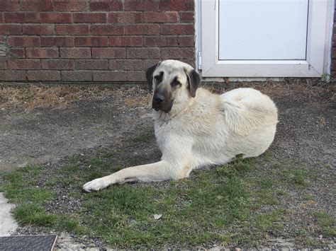 Asalet Anatolian Shepherd Dogs Home Of The Turkish Kangal August 2010