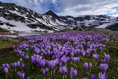 Crocuses Blooming In The Mountains In Spring