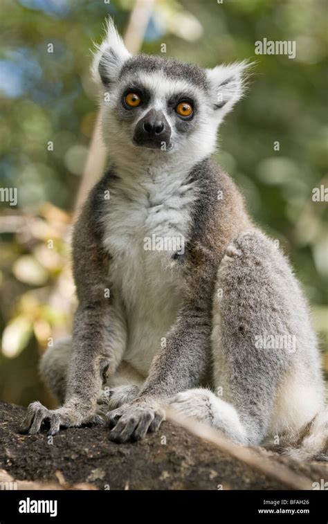 Ring Tailed Lemur Lemur Catta Seated On Branch Madagascar Stock