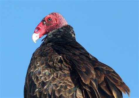 203 Turkey Vulture 7 26 11 Patagonia Lake Sccaz 2 Flickr