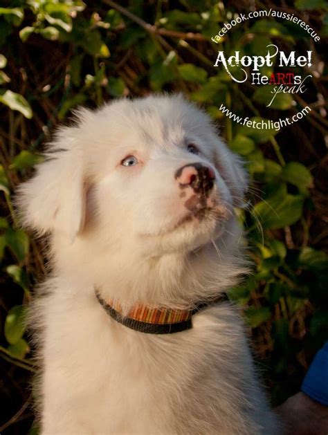 Double Merles Aussie Rescue San Diego Dog Cat Dog Adoption Puppies