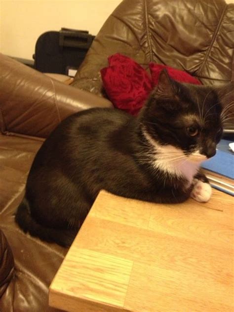 Cat Likes To Sit At The Table Like Some Sort Of Human ... The meme definitely isn't new, but it's come to life again on twitter.