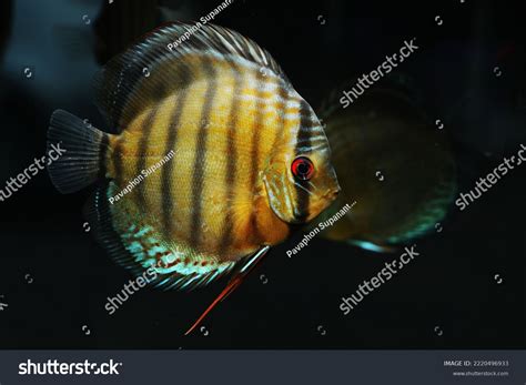 Green Discus Cichlid Symphysodon Tarzoo Aquarium Stock Photo 2220496933