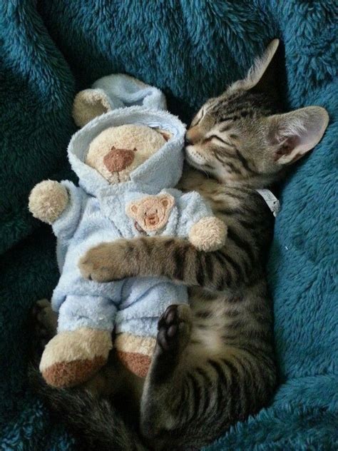 My Anakin Found A Cuddle Buddy Cuddle Buddy Kittens Cutest Cuddling