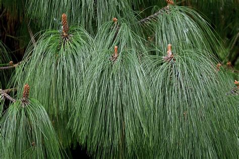 Smooth Bark Mexican Pine Pinus Pseudostrobus Photograph By Bob