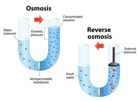 Osmosis Diagram