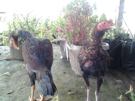 Jom kita tengok, peribahasa yang menggunakan perkataan ayam yang meliputi simpulan bahasa, bidalan, pepatah, perumpamaan dan seumpamanya. Blog And Life: Gambar Ayam aku atau Bahasa Aceh "Manok"