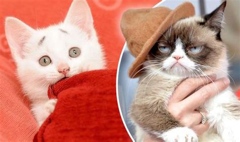 Meet Concerned Kitten The Grumpy Cat Rival Taking The