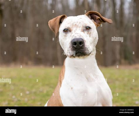 A Catahoula Leopard Dog X Pit Bull Terrier Mixed Breed Dog With