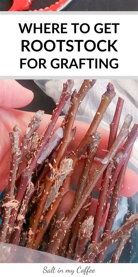 You can try to unblock yourself using recaptcha: 3 Ways to Get Rootstock for Grafting Fruit Trees in 2020 ...